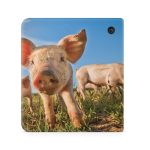 Pig Face For Discount