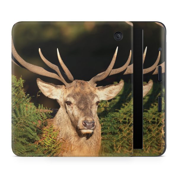 Morning Buck Online Hot Sale - Image 2