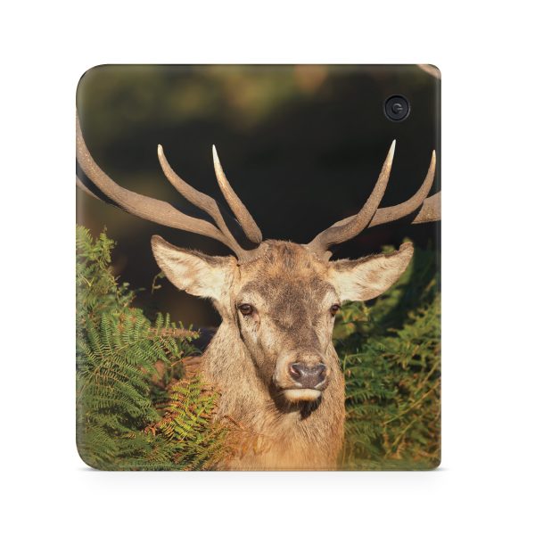 Morning Buck Online Hot Sale