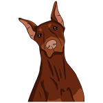 Dobermann Online Sale - Image 3