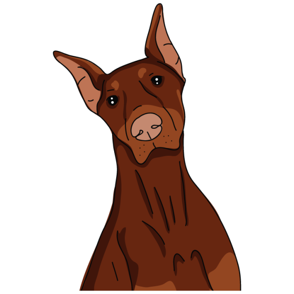 Dobermann Online Sale - Image 3