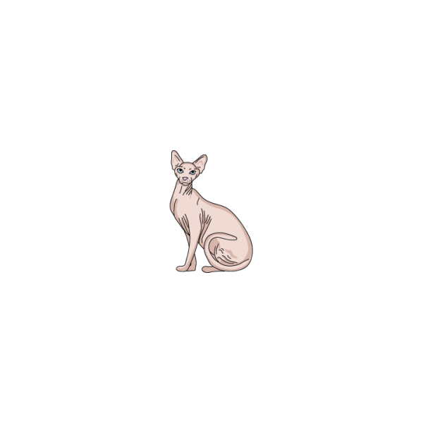 Sphynx Cheap - Image 2