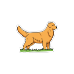 Golden Retriever Fashion