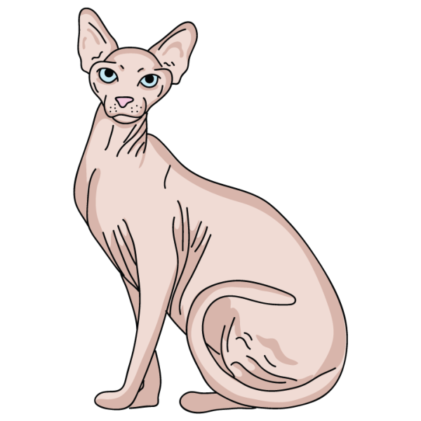 Sphynx Cheap - Image 3